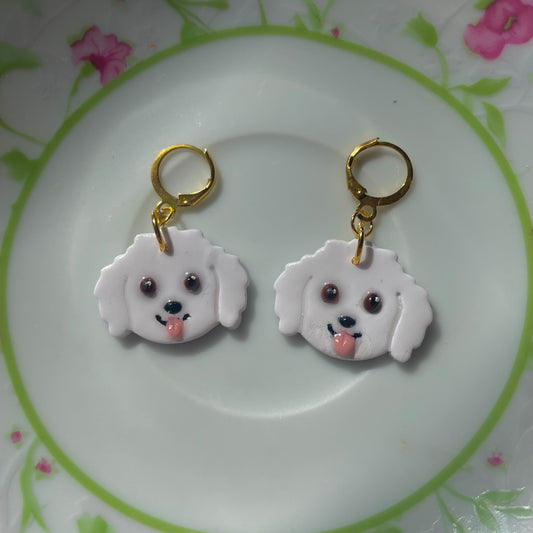 Bichon Dogs