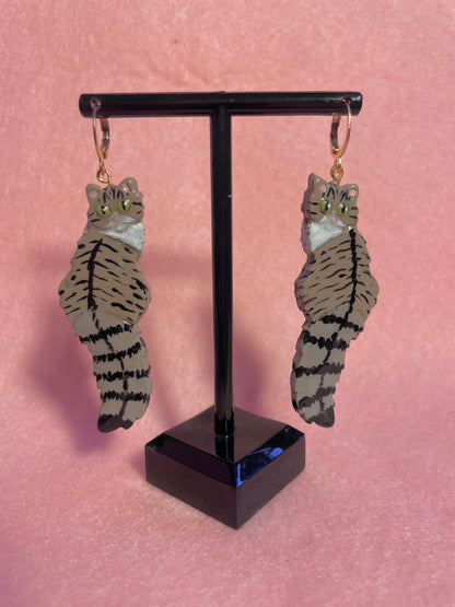 Tabby & White Cats